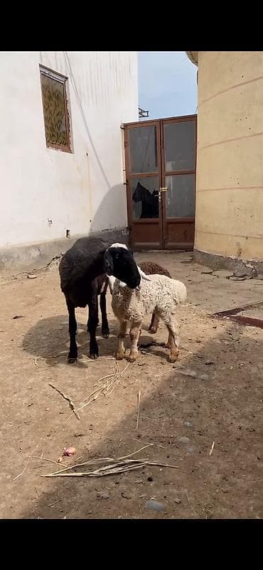 balaca boyumeyen itler: Qoyun və quzular – ana qoyunla 2 quzu dəsti - Növ: yerli ət‑yunun — 5