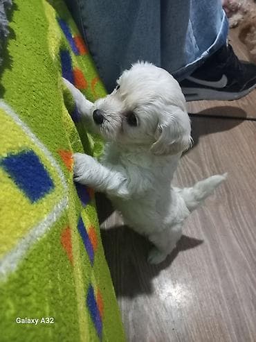 itlerin davasi: 1 ay, Peyvəndli — 8