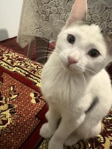 pişik sumkası: Dişi, Yaxşı əllərə, Ünvandan götürmə — 3