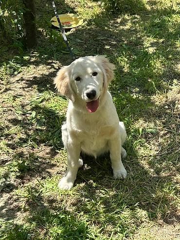 Baxa bilmediyim üçün satiram ciddi alicilar elaqe saxlasin en aşagı