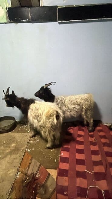 Pişiklər: Super kok çepişder pardama kokdu — 1