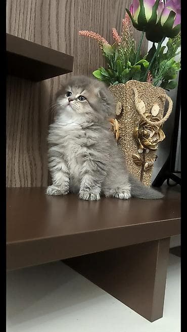 Şotland uzun tüklü