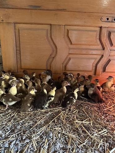 cuce yemi: Muskovi ördək balaları (indo ducklings) - Cins: muskovi (ördəyi) — 7