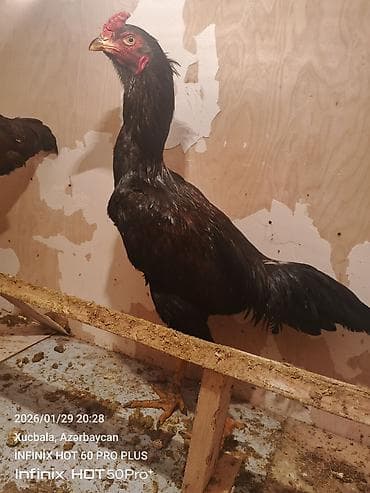 ucuz itlər: Qara rəngli heyratı kənd toyuğu (xoruz). Uzun boylu, incə quruluşlu — 3