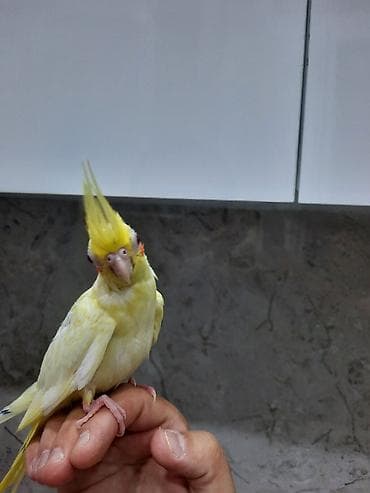 Korellalar 3ayliq, tam elee oyrewdirilib, adlar qoyulub 4ay zamaninda — 4