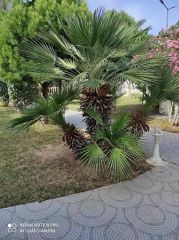 suni bitki: 🌴 Palma ağaclarının peşəkar təmizlənməsi və formaya salınması! 🌴 ✔ — 8
