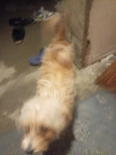 Heyvanlar: Bu ev iti satılır maddi duruma görə baxmaq olmur balaliqdan bizdədir — 3