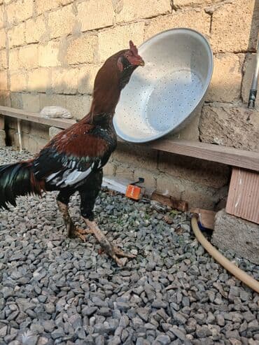 satılıq atlar: Salam feresi ölüb deye satlram tek qaLlb.cox davakardl liboy xoruzu — 3