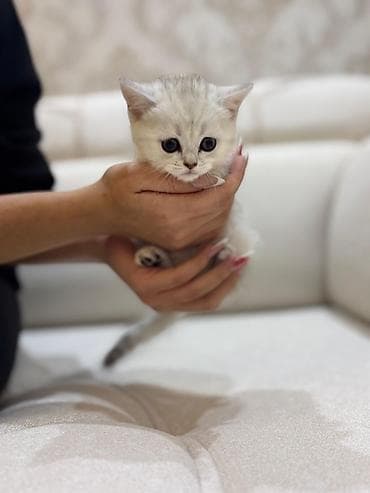 ev iti ucuz: Britan, Dişi, Ödənişli çatdırılma — 2