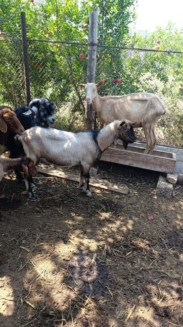 cins ineklerin qiymeti: Məhsul: Keçilər satılır boğaz keçilər sudlü heyvanlardı Qiymət: 400 — 10