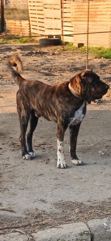 it davası 2020: Qurdbasar, 1 il, Dişi, Peyvəndli, Ödənişli çatdırılma — 16