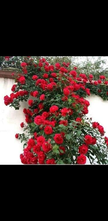 helba bitkisi faydaları: Qrand sarmaşıg qızıl gul endirimdə 10azn 15 azn arasında boyuna göre — 1