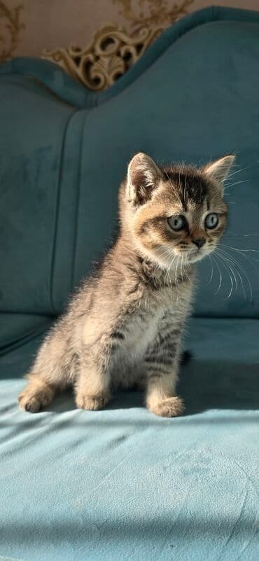 pişik sudu: Tabbi, Yaxşı əllərə — 5