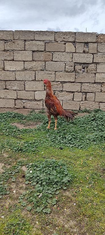 cuce satisi 2020: 11 aylıq becedu yaxşı cins heyvandi heç bir prablemi yoxdur iri — 4