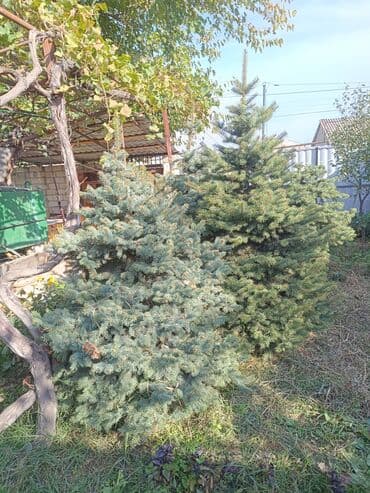 ağaç: Qiyməti 1 meteresi 80 AZN çox götüren olsa qiymət dəyişəcək qiyməti 2 — 6