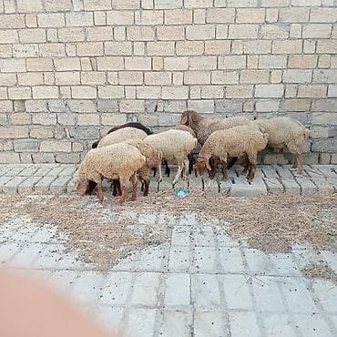 tap az pisik: Satışda xırdabuynuzlu heyvanlar – qarışıq rəngli qoyunlar — 2
