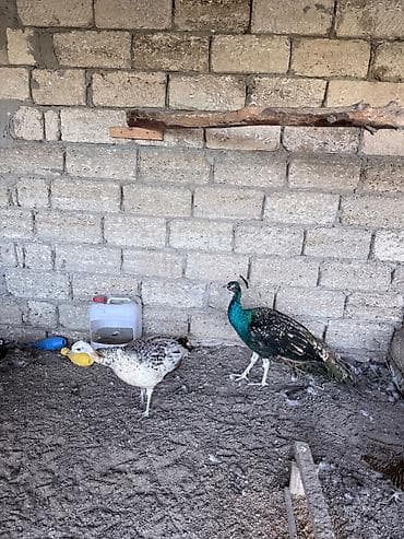 tutu quşu: Tam saglam qaraqanad tovuz qushlari cutu 380 man 15 ayliq — 5