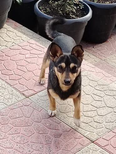 джек рассел терьер сколько стоит: Звонок, 9 месяцев, Самец, С прививками — 2