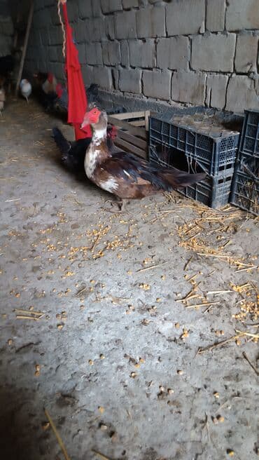 Quşlar: Muscovy ördəyi (indo-ördək) – rəngarəng lələklər: qəhvəyi, qara və ağ — 1