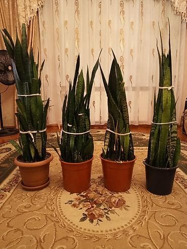 heyet gulleri ve adlari: Sansevieria (Qayın dili) otaq bitkiləri - Növ: Sansevieria — 5