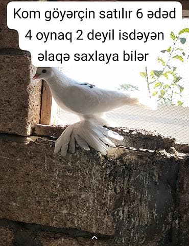 тап аз птицы: Kom göyərçin dəsti - Ümumi say: 6 ədəd - Xüsusiyyət: 4-ü oynaq, 2-si — 2