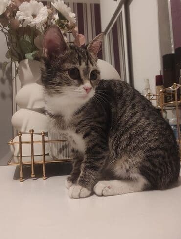 Tabbi, Yaxşı əllərə