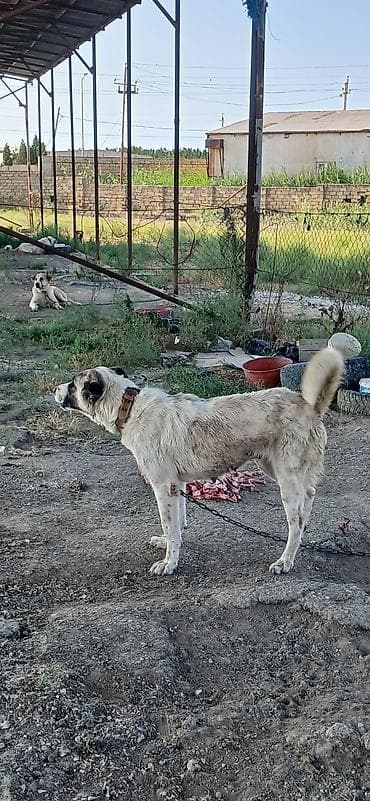 heyvan rezini: Qurdbasar, 2 il, Dişi — 7