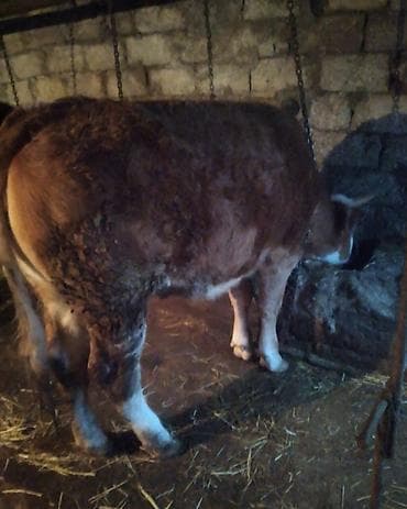 inək dana: Dana, buzov, Dişi, Simental, ay: 12, 300 kq, Damazlıq, Südlük, Ətlik, Ünvandan götürmə — 3