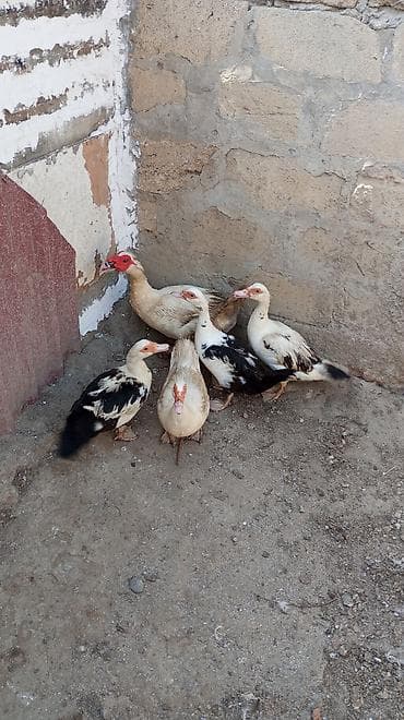 ördək qiyməti: Salam yerli lal ördək lər gündəlik yumurtlayırlar dişi Lər 20 manat — 3