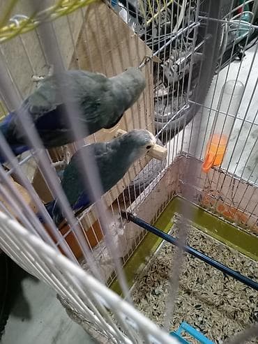 sevgi qusu: Fişerlər cütdülər bala alınıb tam sağlam vatsap 055 840 28 10 unvan — 3