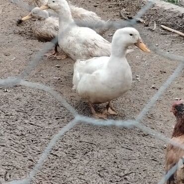 ördək bala: Ağ lələkli təsərrüfat ördəkləri - Növ: ev təsərrüfatı üçün ətlər və — 2