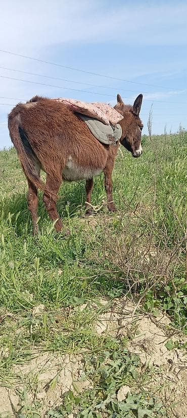 Yük daşımaq üçün minik üçün eşşək - Cins: Eşşək (qəhvəyi rəng, ağ