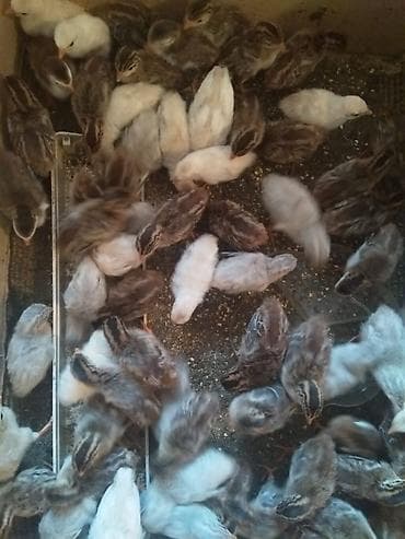 teze bazar it satisi: Mayalı firəng yumurtaları ağ firənglərin yumurtalarıdır — 2