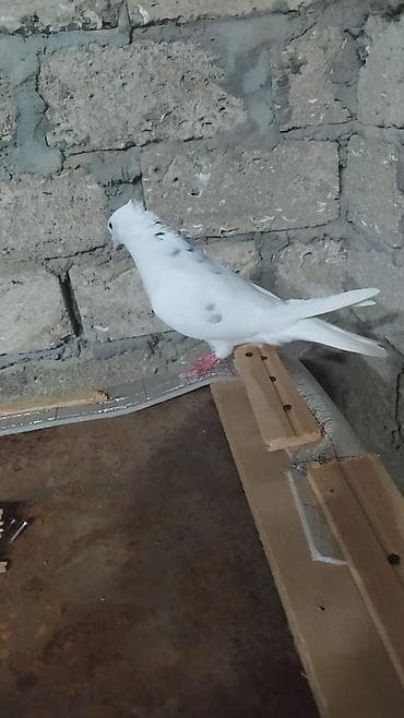 deve quşu: Sağlam erkəydi irandi mis kəkil maya olmadiği üçün satilir — 2