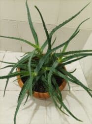 Уличные растения: Aloe vera — 8