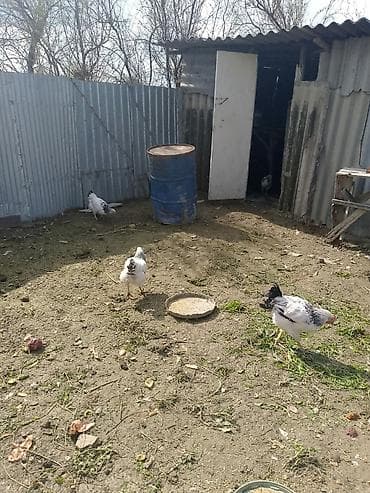 Heyvanlar: Toyuq, Damazlıq — 3