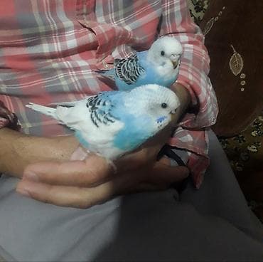 quş yuva: Quşlar 10azn fikri ciddi olan vatcapda yazsin sumqayìt — 2