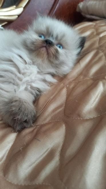 bengal pisik satilir: Erkək — 2