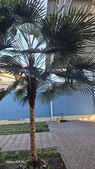Xurma palmisi (Trachycarpus fortunei) – həyət və bağ üçün dekorativ