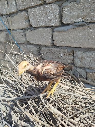 etlik cuce: Toyuq cücələri, Ətlik — 3