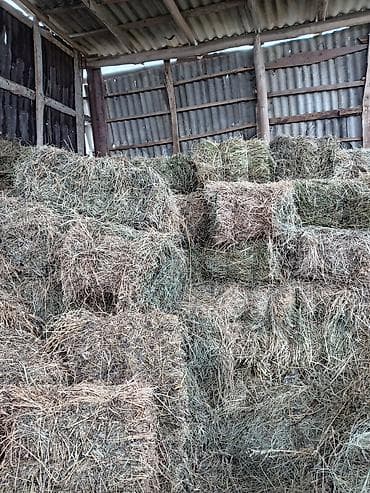 heyvan hekimi: Yonca 3.60 azn — 3