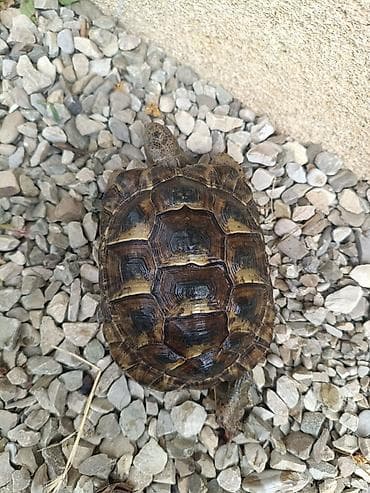 UMUMI QIYMETDIR!!! Araliq deniz Tisbagalari 🇦🇿 Azərbaycan dili: 🐢 4