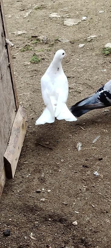 goyercin satisi 2019: Tutulma maya heyvan goz qabagindadi .Unvan Qala whatsappda ve burada — 2