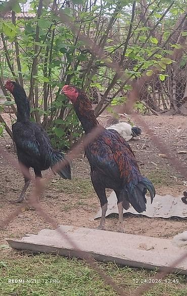 Aseel tipli uzunboy xoruzlar - Cins: Aseel/oyun tipli, hündür bədən