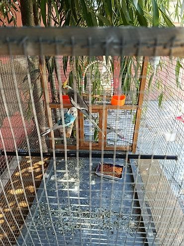inək satışı: Üç eded Saglam quşlardi iri qefesle bir yerde satilir bir ndçe — 5