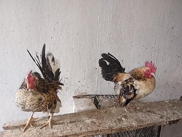 xoruz satişi: Toyuq, Damazlıq — 6