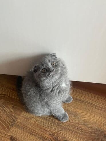 вислоухие коты серые: Шотладская вислоухая — 1