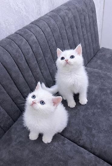 britan pisik: Britan — 10