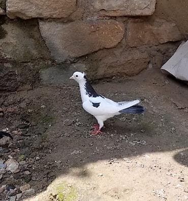 göyercin yuvası: 2 side erkeydi 12 14 tukduler — 9