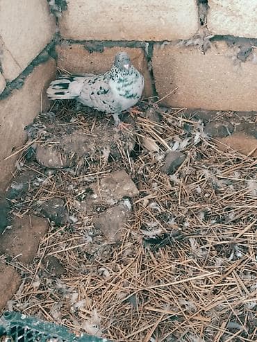 Quşlar: Mətn: Əbrəş erkək və ağ mayası olan hazır cüt göyərçin. Yumurtaya — 5